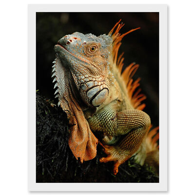 Foto Tier Leguan Eidechse Reptil Schuppen Stacheln gerahmt A4 Wandbild Druck