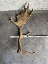 Damhirsch Schaufelgeweih Stange ca. 53 cm – rustikale Wanddeko / Jagdzimmer