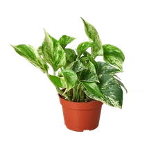 Pothos Marble Queen • Epipremnum aureum • Creamy White & Green Variegation