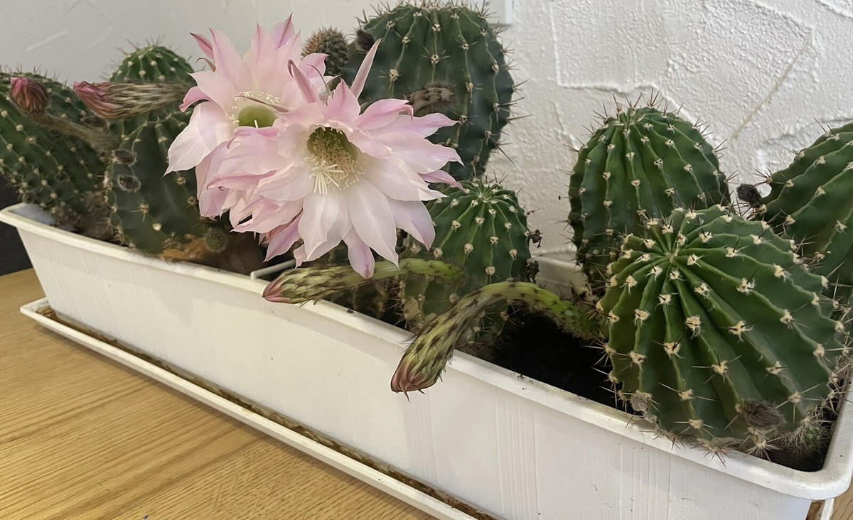 1XKaktus Echinopsis rosa Blte Bauernkaktus | eBay.de