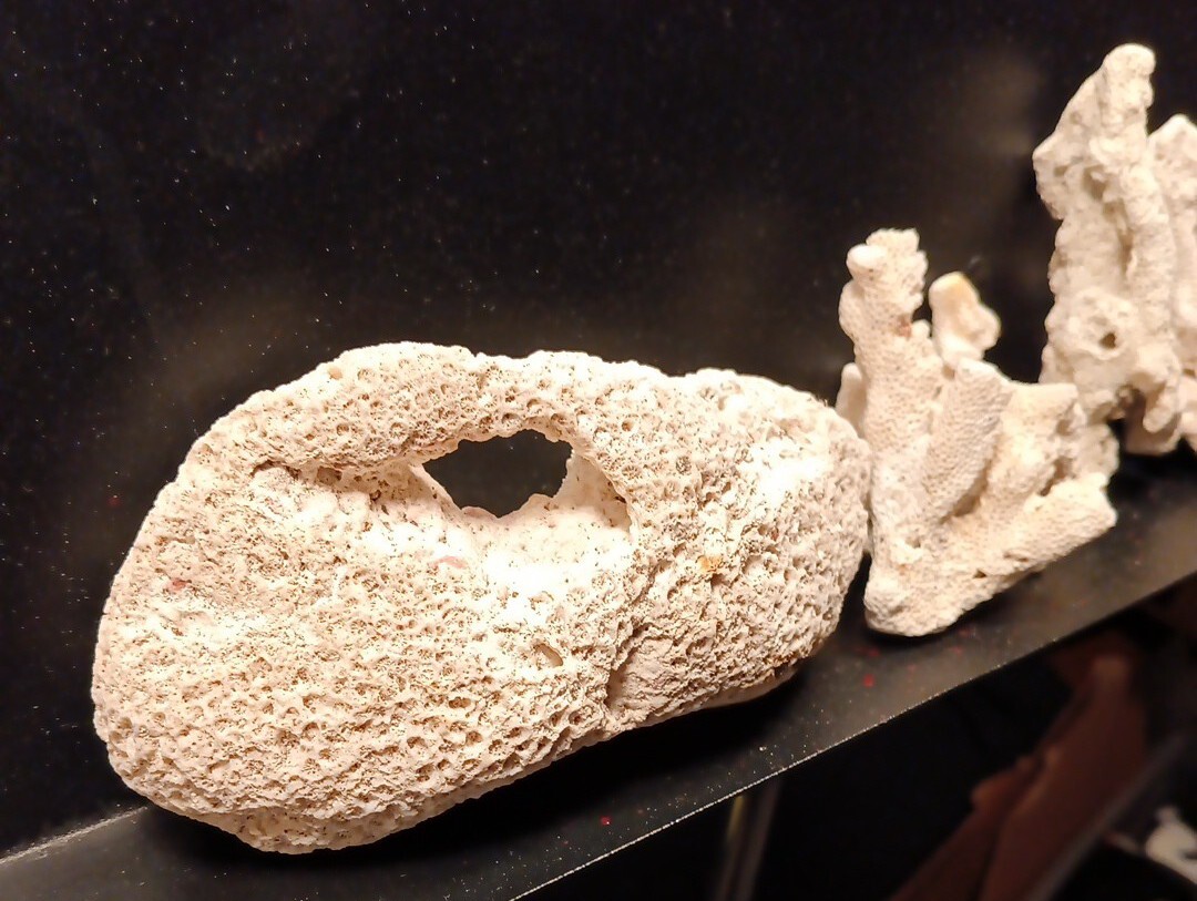 Types Of Rocks From A Coral Reef The Magical World Of Coral Reefs