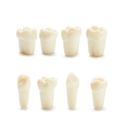 Columbia Dentoform Typodont Ivorine Teeth T-860