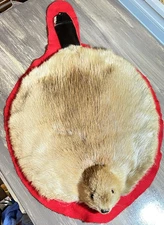 Vintage Beaver Pelt Hide Fur Taxidermy Mounted Head with Teeth and Includes Tail