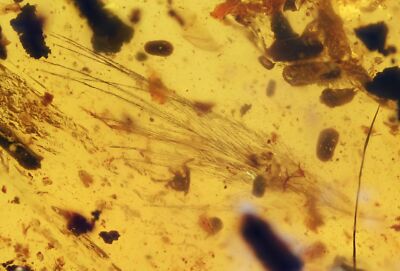 Rare Aves Bird Feather, Fossil inclusion in Burmese Amber