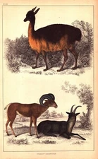  LLAMA & ARGALI BIG HORN SHEEP Antique hand colored Exotic Animal engraving 1830