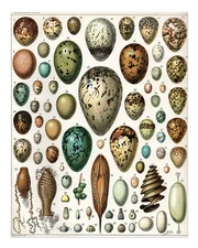 Vintage Egg Illustration Wall Art Poster - Nature Decor Fine Art Print
