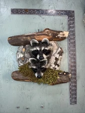 Pair Of Raccoon Taxidermy Animal Mount Raccoon Deer Mount Man Cave Small Animal