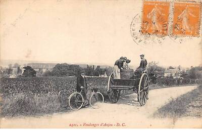 49 - ANJOU - SAN57034 - Anjou Weinlese - Landwirtschaft
