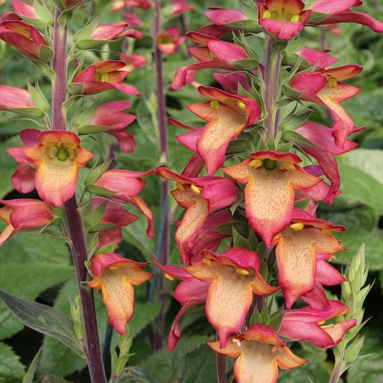 Digitalis 'Illumination 'Flame' 9cm Pot Plants Pack x3