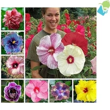Vibrant Hummingbird-Friendly 100+ Hibiscus Seeds - Hand-Packaged from Iowa