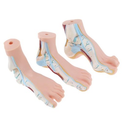 3-teiliges Set 1: 1 Lifesize Human Normal Flat Arch Anatomical Model