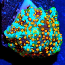 CORALS OF EDEN ~ Forbidden Treasures Disco Mushroom Frag ~ Live Coral for Sale