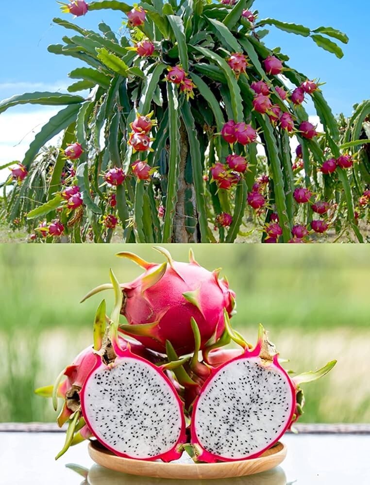 *** 2 (PCS) esquejes de fruta de dragón **CRECE_UR_PROWN*** DRAGON_FRUIT!!!
