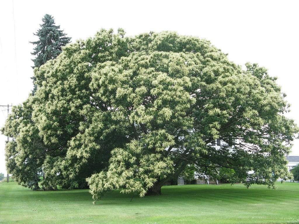 Picture 7 of 16