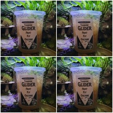 Turkish Gliders Fruit Fly 4 PACK cultures Dart Frog Food Reptile Food
