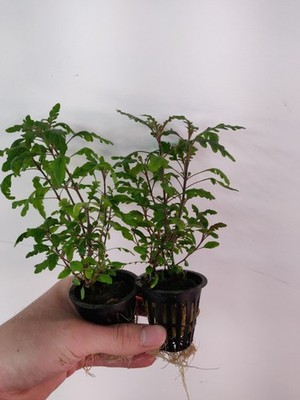 Hygrophila Pinnatifida Potted Live Aquarium Plant