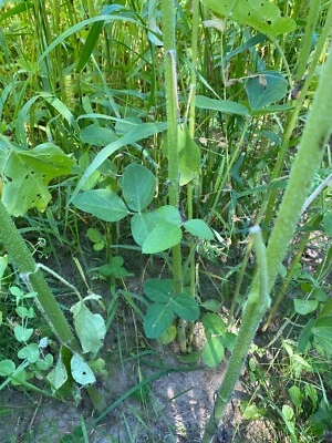 HALE HABITAT & SEED Forage Fortress Food Plot Mix - Soybean, Cowpea, Sunflower, Sorghum - 1/4 Acre