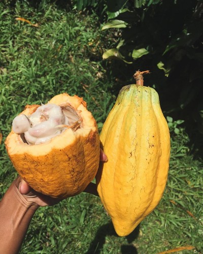 Cocoa Cacao Chocolate Seedss (Theobroma cacao) Var. Yellow and Red 100+ Seedss - Picture 4 of 9