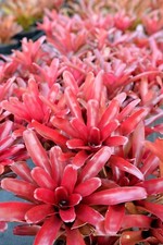 Bromeliad Fireball Neoregelia. 3 For 25 Includes 3 Plants For The Price  