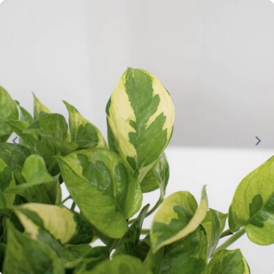 birkin philodendron Philodendron 'Birkin' 4