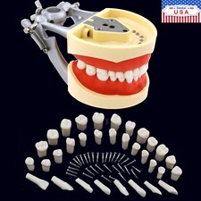 Kilgore Nissin 200 Fit Dental Typodont Model 32pcs Removable Teeth Mounting Pole