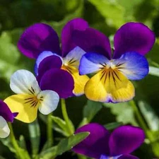 100++ Johnny Jump Up Seeds - Viola - Flower Seeds | FREE SHIPPING | USA Seller