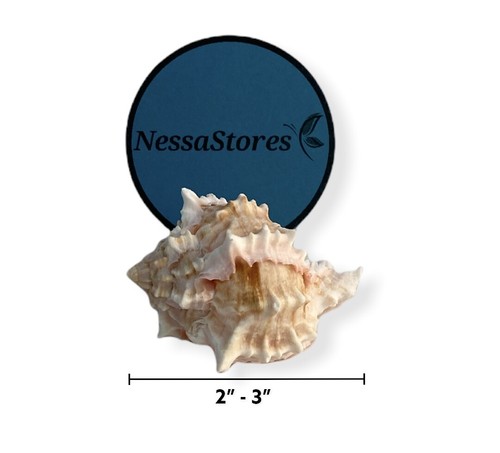 Cáscara de mar de cangrejo ermitaño ermitaño rosa Murex Phyllonotus erithrostomu 2""-3"" (12 piezas) #JC-039 - Imagen 3 de 8