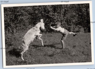 Boy and Goat 1953 in Duel - 1950s - Photo 10x7cm