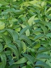 Feuilles De Neem Séchées 250 Ceylon Herbes Pures Bio Qualité Premium