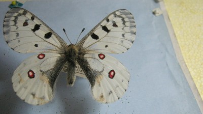 Parnassius  smintheus xanthus Canada