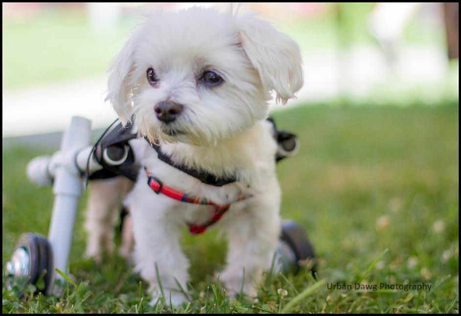 HANDICAPPED WHEELCHAIRS MADE TO FIT YOUR SMALL PETS MEASUREMENT DOG CAT