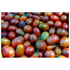 30 Graines Tomates - Semences paysannes bio - Résistantes sécheresse Pascal Poot