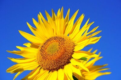 SUNFLOWER *2X3 FRIDGE MAGNET* FRESH CUT SPRING GROW BOUQUET RADIENT SMELL FIELD