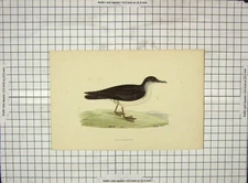 Original Old Antique Print 1903 Hand Coloured Birds Manx Shearwater Morris 20th