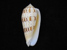 Muschel Conus Dusavelli 77,5mm ID#6283