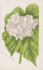 Dombeya Africa Madagascar Fiore Botanica Morren Litografia 1870