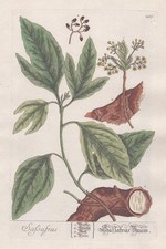Sassafras Baum Fenchelholzbaum Nelkenzimtbaum Blackwell Kräuterbuch engraving