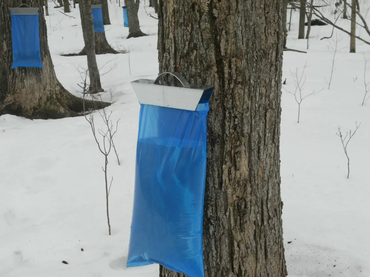 Details 145+ maple syrup bags latest 3tdesign.edu.vn