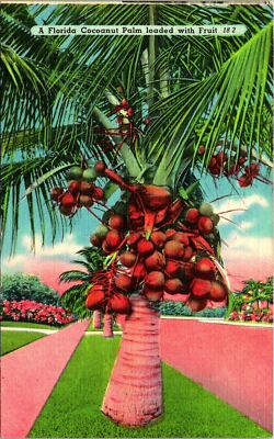 Florida Coconut Palm With Fruit Postcard unused (23817)