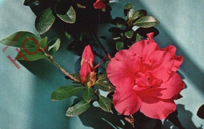 Ansichtskarte>>Blume, Azalee