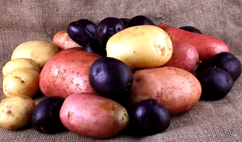 Rare Potato Seed Tuber Mix Color Purple Red Yellow Yukon Russet Organic Potatoes