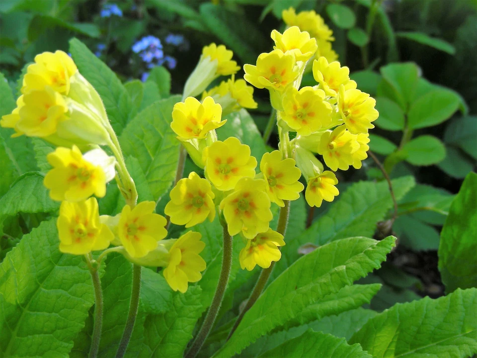 Primula Veris & hyb : 50 Seeds : Cowslip Primrose : Yellow, Red, Orange - Image 4 of 4