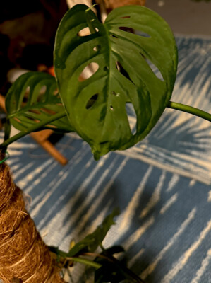 snowdrift philodendron 4" Philodendron Snowdrift
