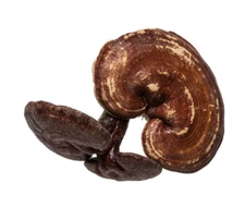 Organic WHOLE RED REISHI FRUITING BODIES Ling Zhi FUNGUS Ganoderma USA SHIP #1