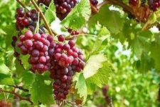 2  - EINSET Live Seedless Grape Vine Plant - 1-2 yr Old - Ready for Planting
