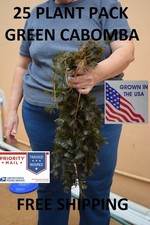 25 Stems Green Cabomba live aquarium plants aquascaping planted tank easy