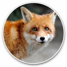 2 x Vinyl Stickers 20cm - Cute Cheeky Ginger Fox Wild Animals Cool Gift #8584