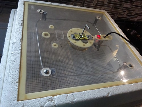 HOVA BATOR 1582 CIRCULATED AIR Egg INCUBATOR