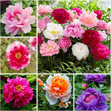 99 Mixed Peony Seeds for Planting - Perennial Ruffled Flower