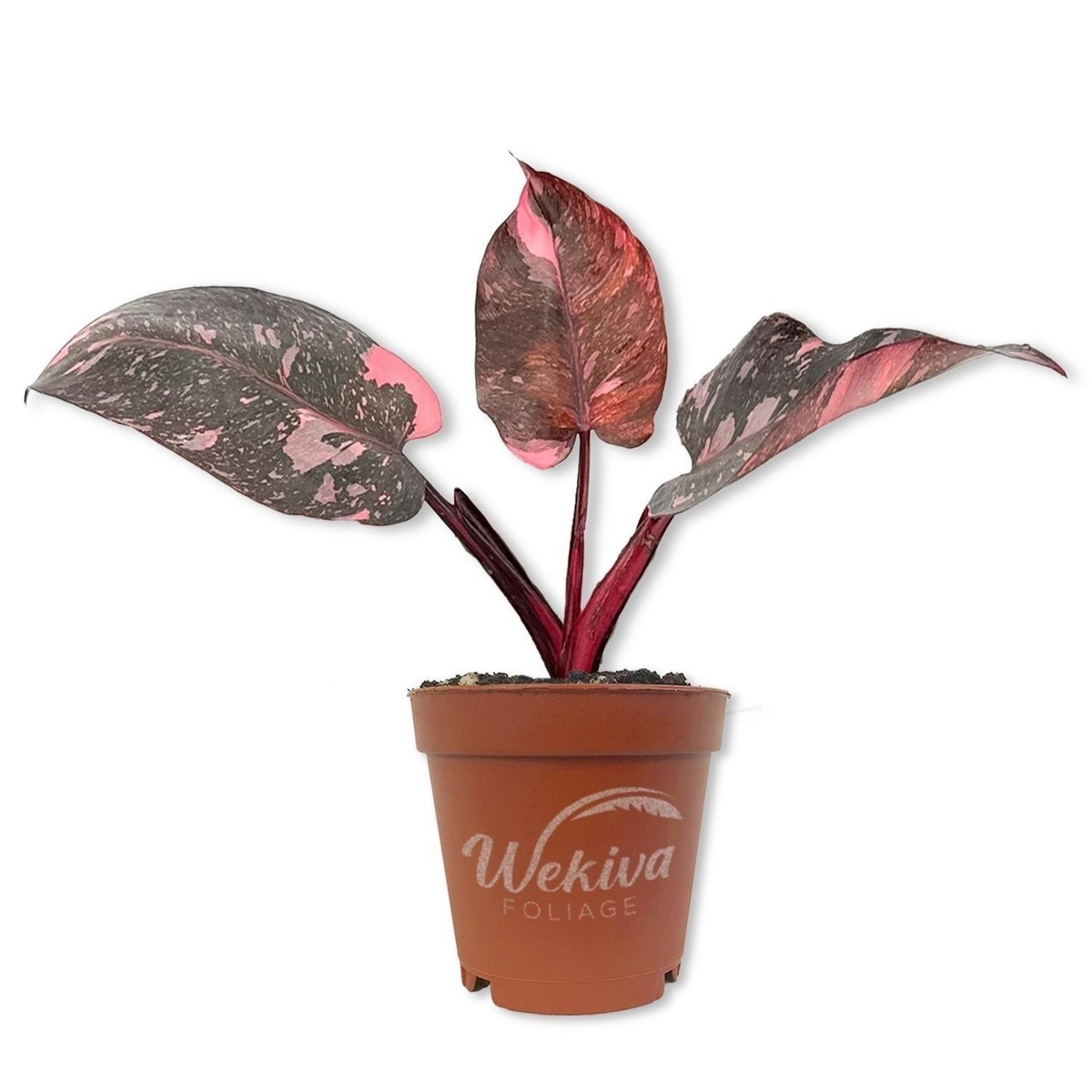 plant wandering jew purple Tradescantia Zebrina Wandering Dude main image 1